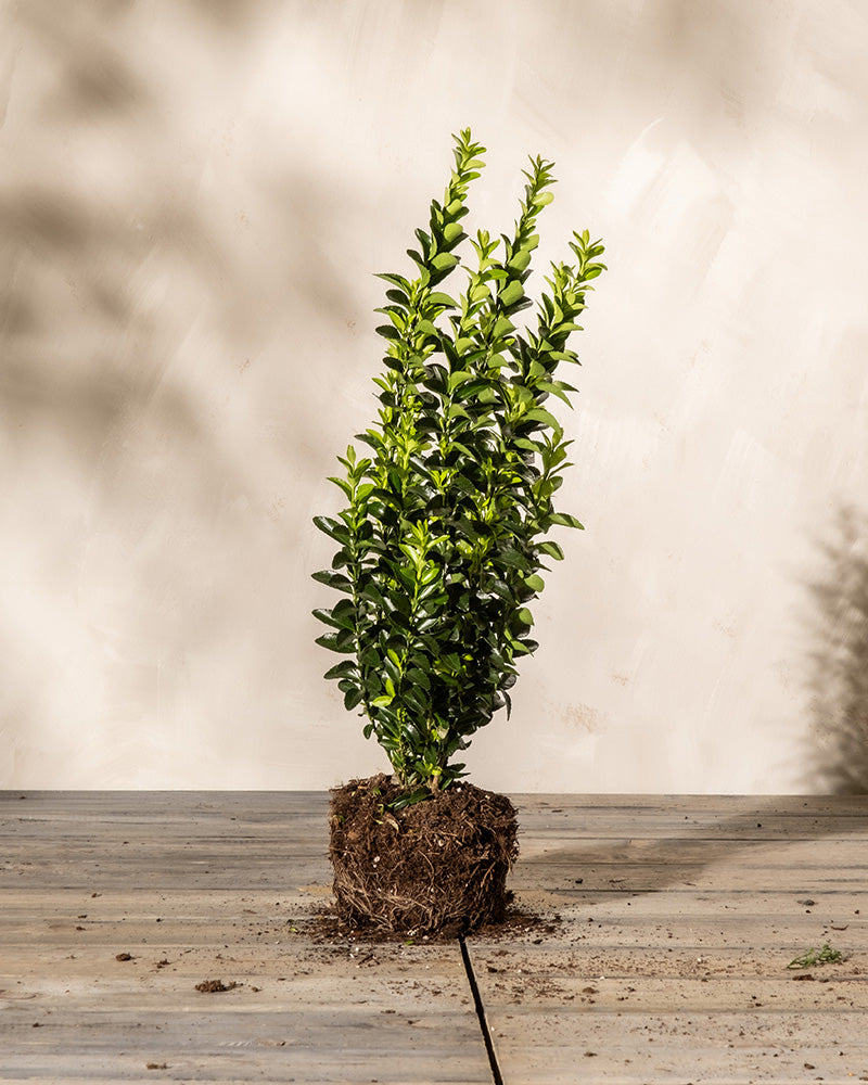 Ein kleiner Euonymus japonicus 'Green Spire' oder Japanischer Spindelstrauch mit grünen Blättern, aus seinem Behälter genommen, wodurch Wurzeln und Erde sichtbar werden, steht auf einer Holzoberfläche vor einem schlichten beigen Hintergrund.