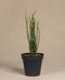 Euphorbia Erecta pflanze ohne Übertopf