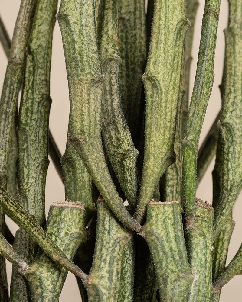 Euphorbia erecta