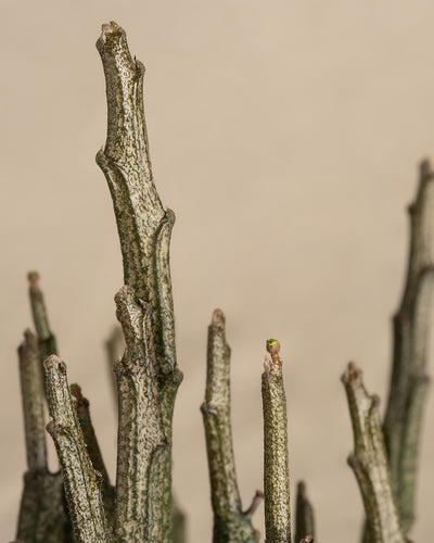 Euphorbia erecta