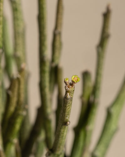 Euphorbia erecta