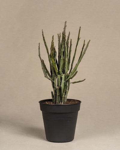 Euphorbia erecta