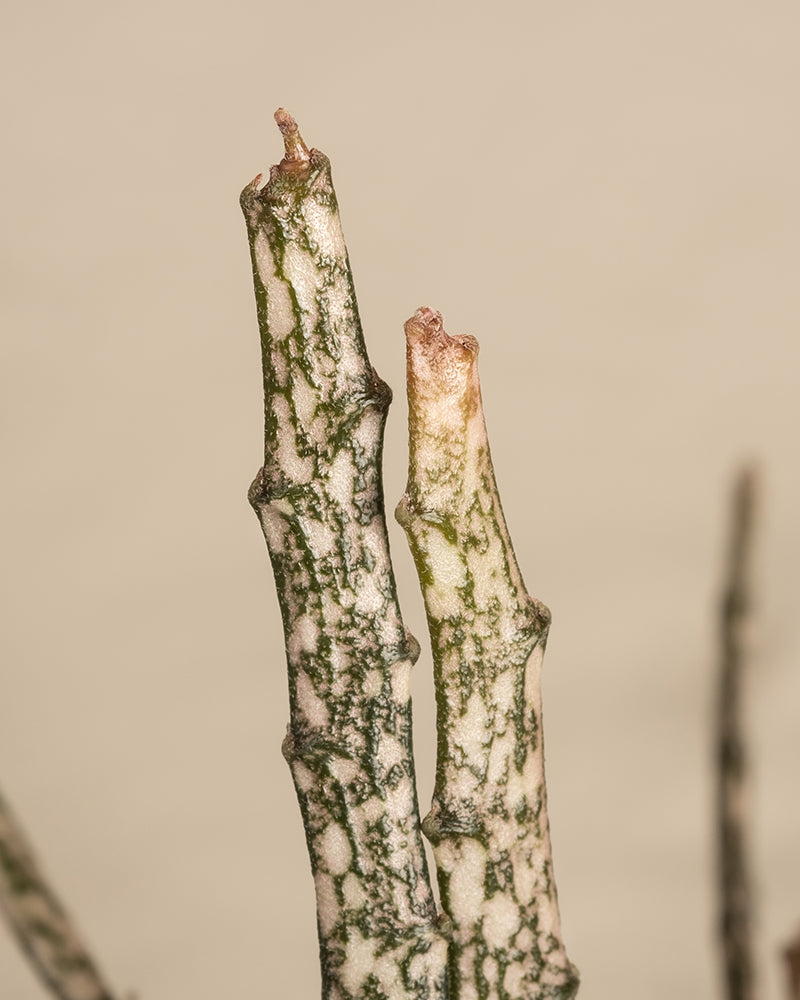 Euphorbia platyclada