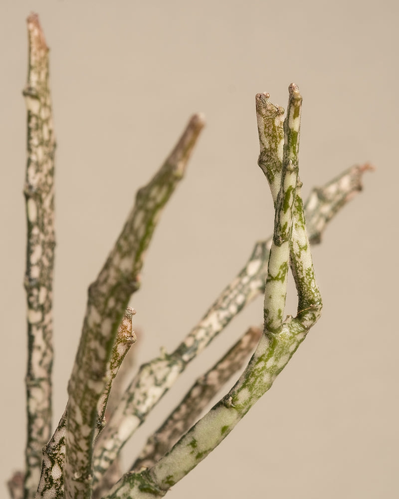 Euphorbia platyclada