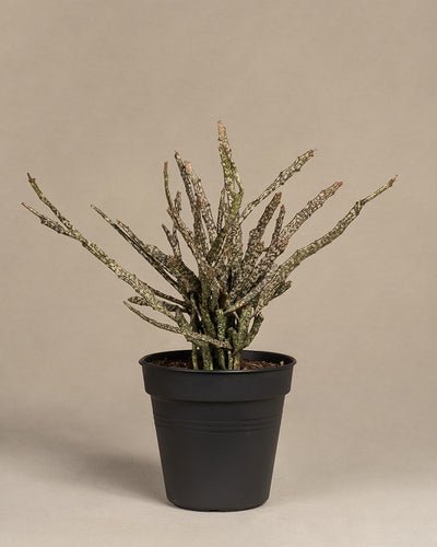 Euphorbia platyclada