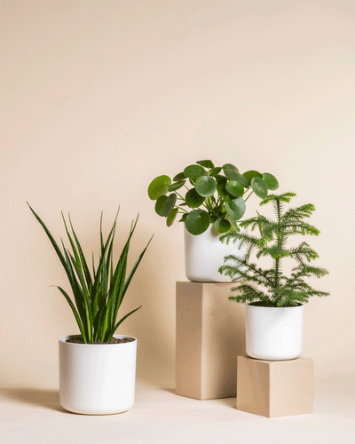 Dschungel-Extra zum Adventskalender