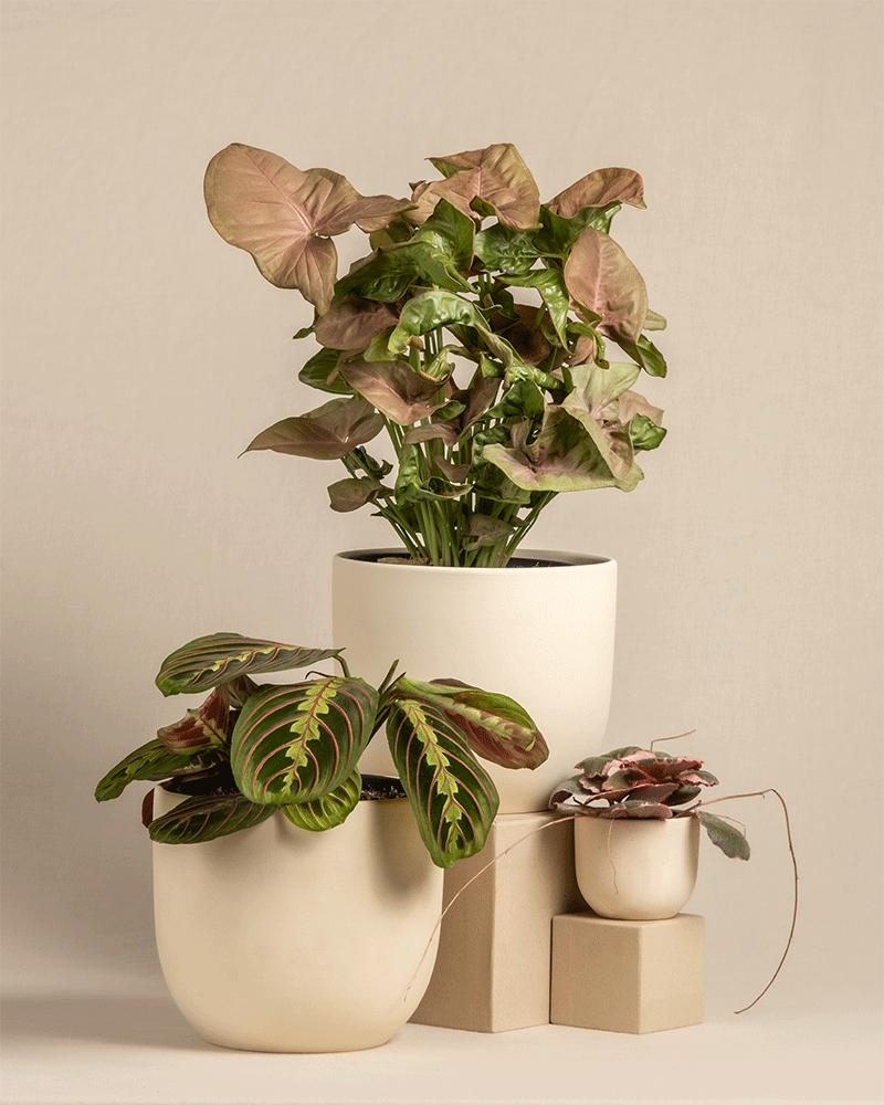 Ein minimalistisches Arrangement mit einem Farbenfrohes Pflanzen-Trio vor einem neutralen Hintergrund. Die Pflanzen, darunter eine Maranta leuconeura tricolor in einem schlichten weißen Keramiktopf, zeigen Blätter in verschiedenen Grün-, Rosa- und Rottönen und bilden so eine optisch ansprechende Komposition.