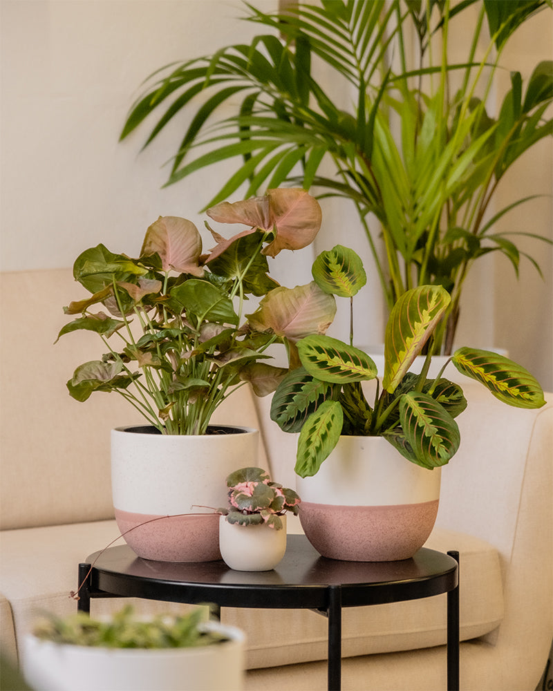 Zimmerpflanzen wie Maranta leuconeura tricolor und Syngonium podophyllum in dekorativen Töpfen stehen auf einem schwarzen Tisch in einem gut beleuchteten Raum. Im Hintergrund sind ein beiges Sofa und eine große grüne Pflanze zu sehen, die eine entspannende, natürliche Atmosphäre schaffen.