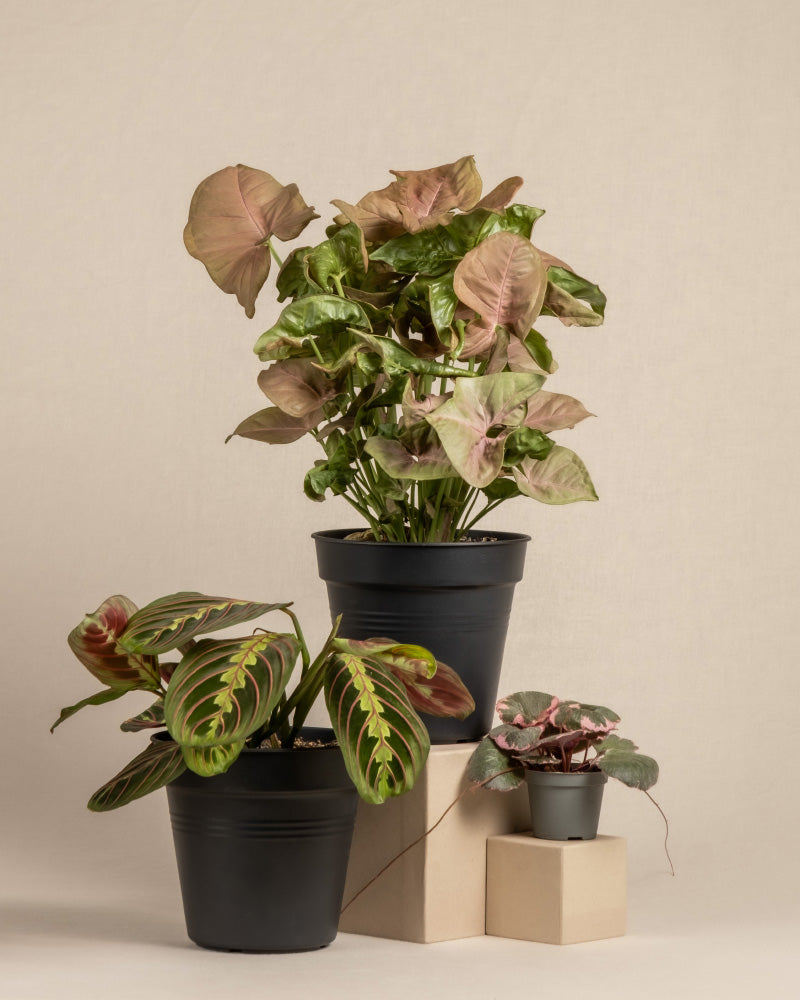 Es werden drei Topfpflanzen ausgestellt: ein großes Syngonium podophyllum mit grünen und rosa Blättern in einem großen schwarzen Topf, eine mittelgroße Pflanze mit grünen und rosa gestreiften Blättern in einem schwarzen Topf und eine kleine Maranta leuconeura tricolor mit grünen und rosa Blättern in einem kleinen schwarzen Topf, alle auf beigen Blöcken angeordnet. Dieses lebendige Sortiment ist das Farbenfrohes Pflanzen-Trio.