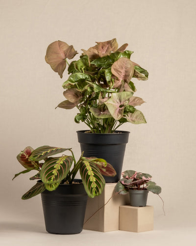 Es werden drei Topfpflanzen ausgestellt: ein großes Syngonium podophyllum mit grünen und rosa Blättern in einem großen schwarzen Topf, eine mittelgroße Pflanze mit grünen und rosa gestreiften Blättern in einem schwarzen Topf und eine kleine Maranta leuconeura tricolor mit grünen und rosa Blättern in einem kleinen schwarzen Topf, alle auf beigen Blöcken angeordnet. Dieses lebendige Sortiment ist das Farbenfrohes Pflanzen-Trio.