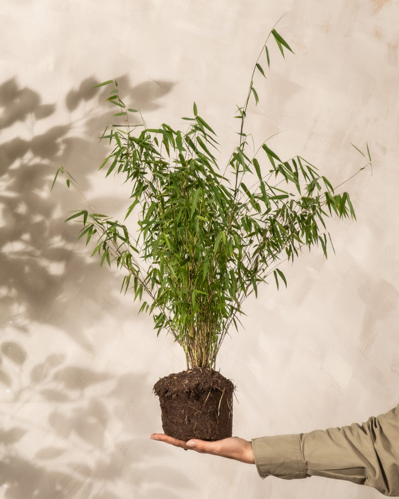 Die Hand einer Person hält eine kleine Bambuspflanze mit freiliegenden Wurzeln vor einem beigen Hintergrund. Die Pflanze hat lange, schlanke grüne Blätter und ihre Schatten werden an die Wand geworfen. Der Arm der Person ist bis zum Ellbogen sichtbar und trägt einen hellen Ärmel.