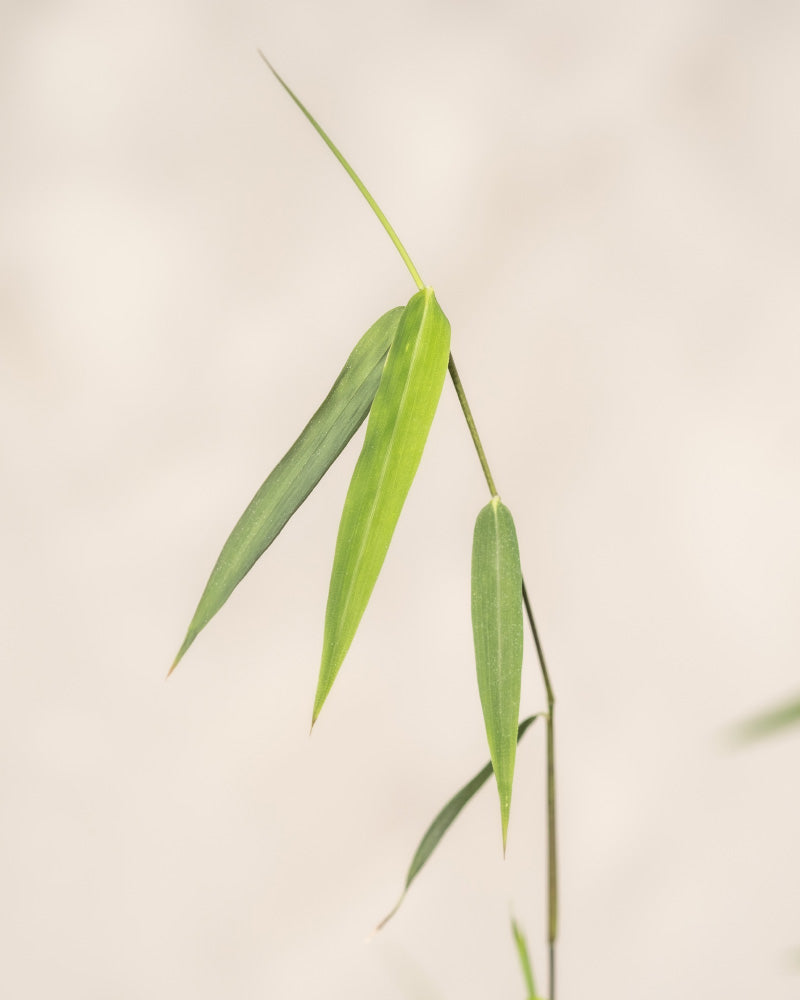 Eine Nahaufnahme eines Bambus, auch Winterharter Bambus genannt, zeigt mehrere schlanke grüne Blätter, die an einem dünnen Stiel befestigt sind. Der Hintergrund ist ein weiches, verschwommenes Hellbeige, das die grünen Blätter im Vordergrund hervorhebt. Der Gesamteindruck des Bildes ist minimalistisch und heiter.