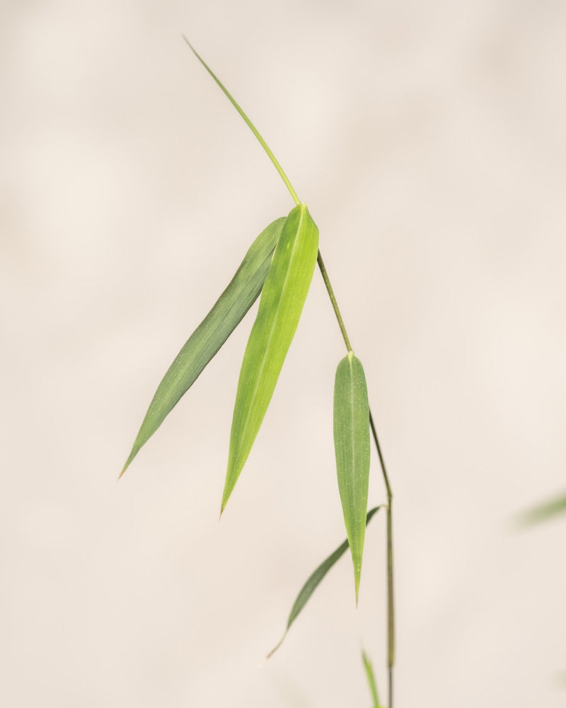 Eine Nahaufnahme des schlanken Bambusstamms zeigt einige längliche grüne Blätter vor einem weichen, neutralen Hintergrund. Die sanft nach oben gebogenen Blätter spiegeln den ruhigen und minimalistischen Stil wider, der mit Fargesia nitida „Red Dragon“ assoziiert wird.