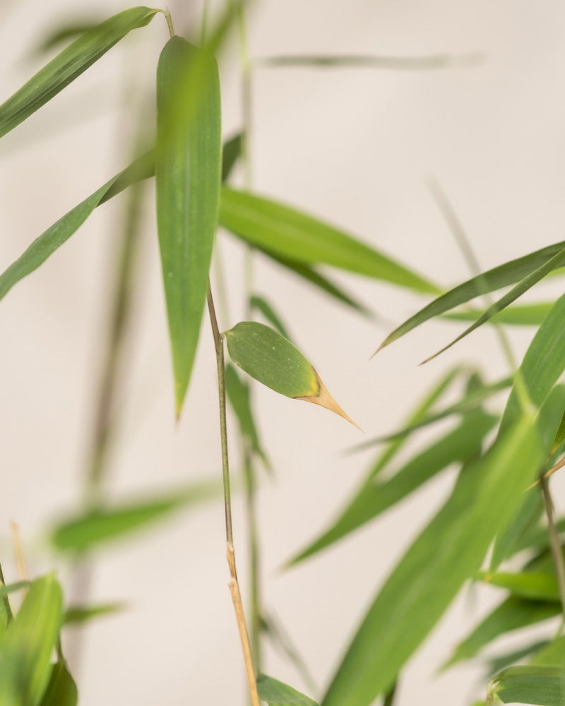 Nahaufnahme von grünen Bambusblättern mit einer kleinen, spitzen Knospe. Die Blätter sind schlank und länglich, mit glatten, hellgrünen Oberflächen. Dieser Bambus hebt sich vom weichen, neutralen Hintergrund ab.