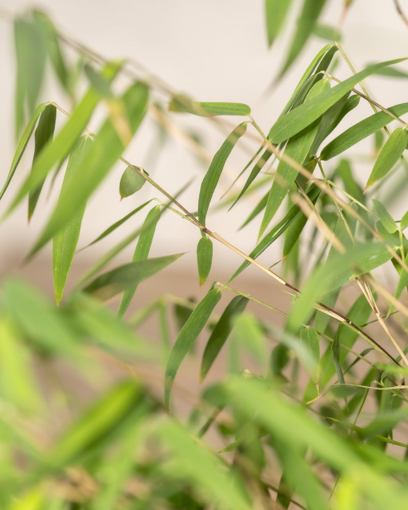 Nahaufnahme mehrerer dünner grüner Blätter, die an schlanken Stielen hängen und ein Gefühl von Entspannung und Natur vermitteln. Die Bambusblätter haben eine zarte, längliche Form und sind dicht gedrängt, wodurch sie vor einem unscharfen, neutralen Hintergrund ein üppiges, grünes Aussehen erzeugen.