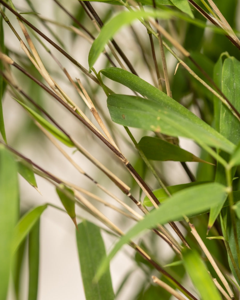 Nahaufnahme von schlanken, grünen Bambusblättern und -stämmen, von denen einige braun und getrocknet sind. Das Bild zeigt einen dichten Bambushaufen mit leuchtend frischen und verwelkten Blättern, die Wachstums- und Verfallsstadien anzeigen. Dieser winterharte Bambus dient auch als hervorragender Sichtschutz.