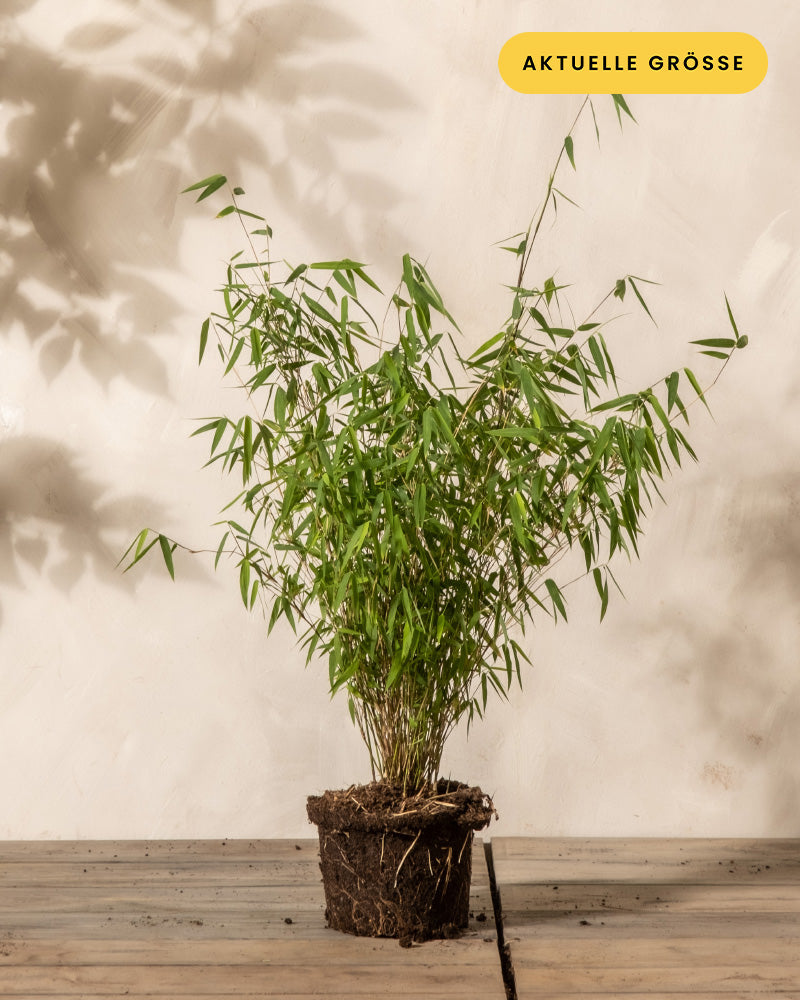 Ein Bambustopf steht auf einer Holzfläche vor einer hellen Wand. Die Pflanze sieht gesund aus und hat leuchtend grüne Blätter. Auf einem gelben Etikett in der oberen rechten Ecke steht „AKTUELLE GRÖSSE“. Schatten der Pflanzenblätter sind auf der Wand sichtbar und bieten einen eleganten Sichtschutz.