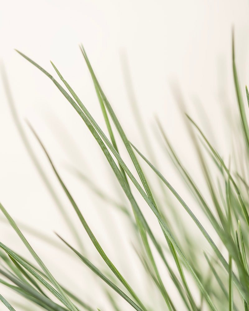 Nahaufnahme langer, dünner grüner Blätter oder Grashalme vor einem schlichten hellen Hintergrund. Das Bild fängt die zarten, linearen Formen und Texturen des Laubes von Festuca glauca ein, auch bekannt als Festuca glauca.