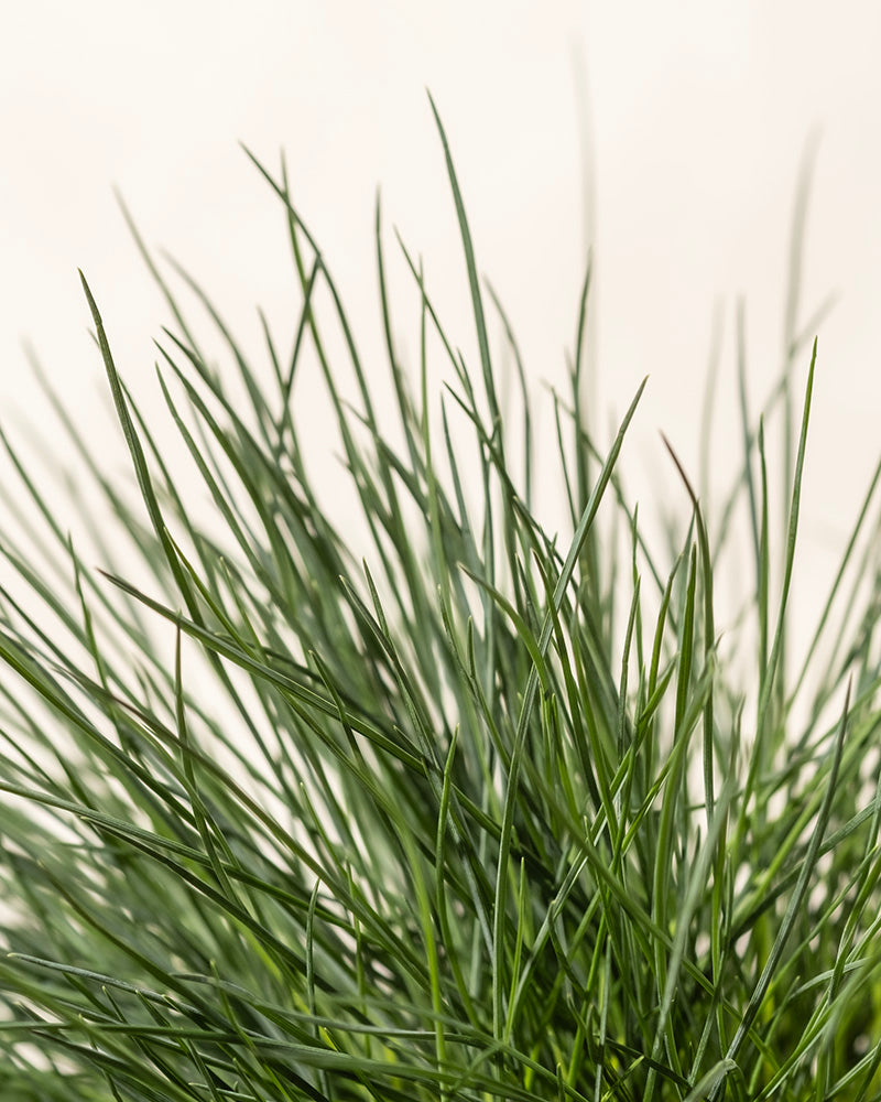 Nahaufnahme langer, schlanker Halme von Festuca glauca vor neutralem Hintergrund. Das Gras wirkt üppig und dicht, wobei einzelne Halme von Festuca glauca im Vordergrund in den Fokus rücken und eine lebendige und natürliche Textur erzeugen.