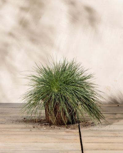 Eine kleine, dicht gepackte Festuca glauca wächst in einem Ausschnitt eines Holzdecks. Der Hintergrund ist eine helle, leicht strukturierte Wand mit Licht- und Schattenmustern. Die Gesamtszene ist minimalistisch und ruhig.