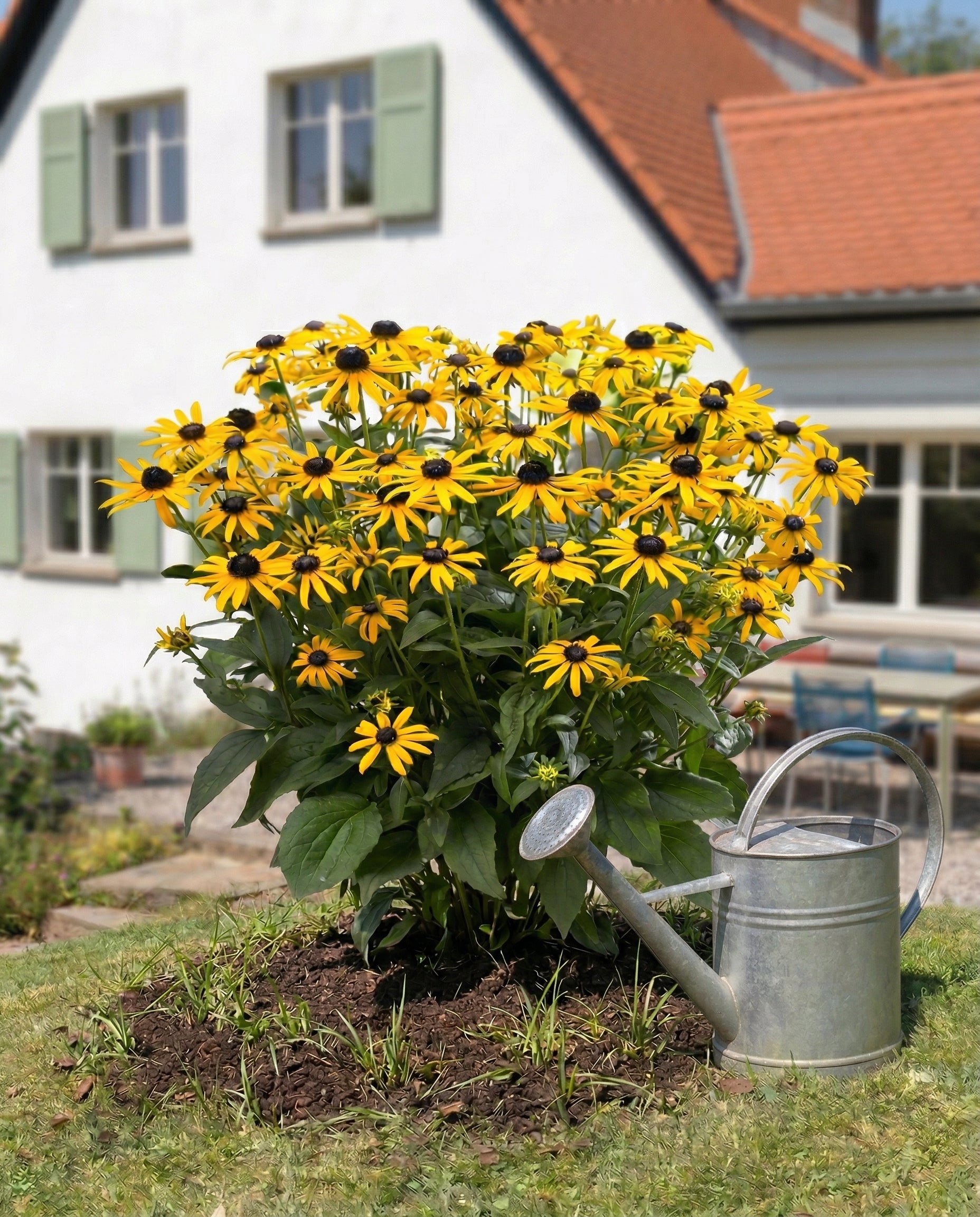 Ein Büschel Gelber Sonnenhut (Wurzelstock) blüht in einem Gartenbeet vor einem Haus mit grünen Fensterläden, während eine metallene Gießkanne auf dem nahe gelegenen Rasen ruht.