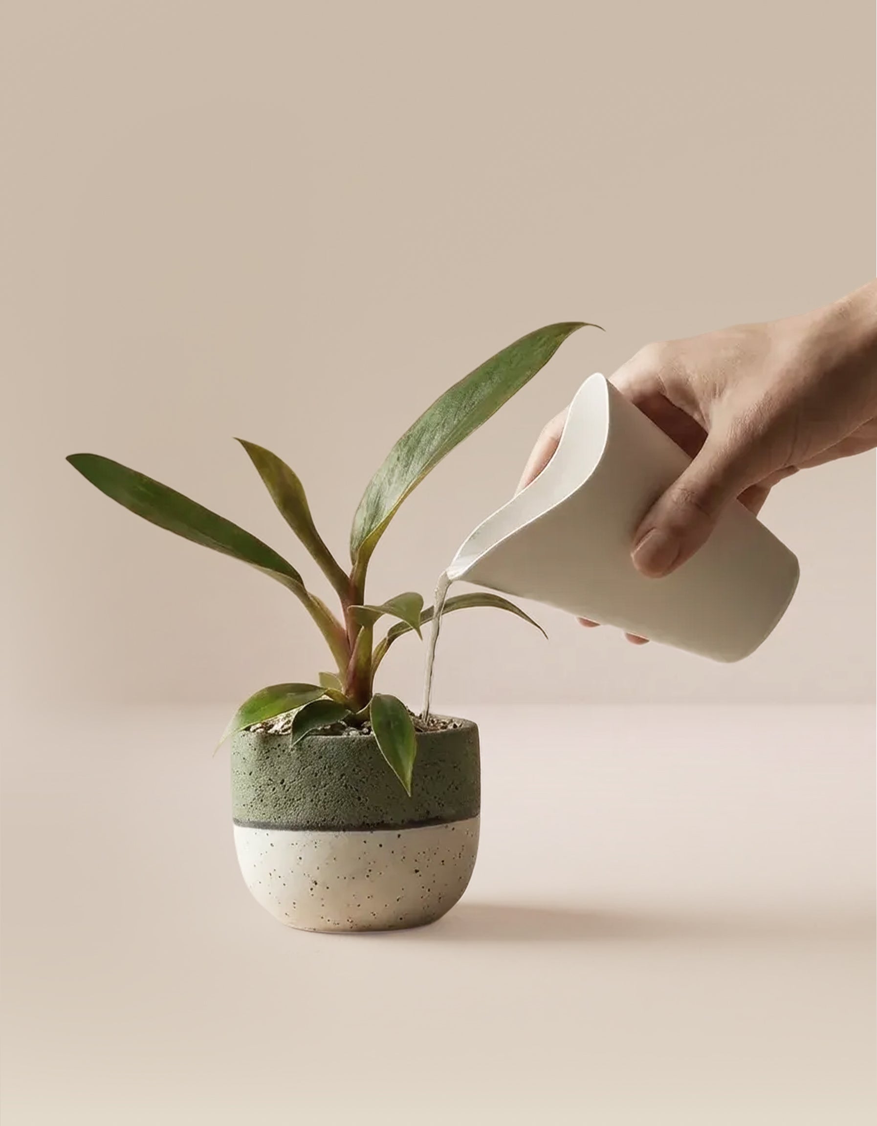 Aus einem weißen Giessbecher für Babypflanzen wird Wasser auf eine grünblättrige Topfpflanze gegossen, die vor einem zartbeigen Hintergrund steht.