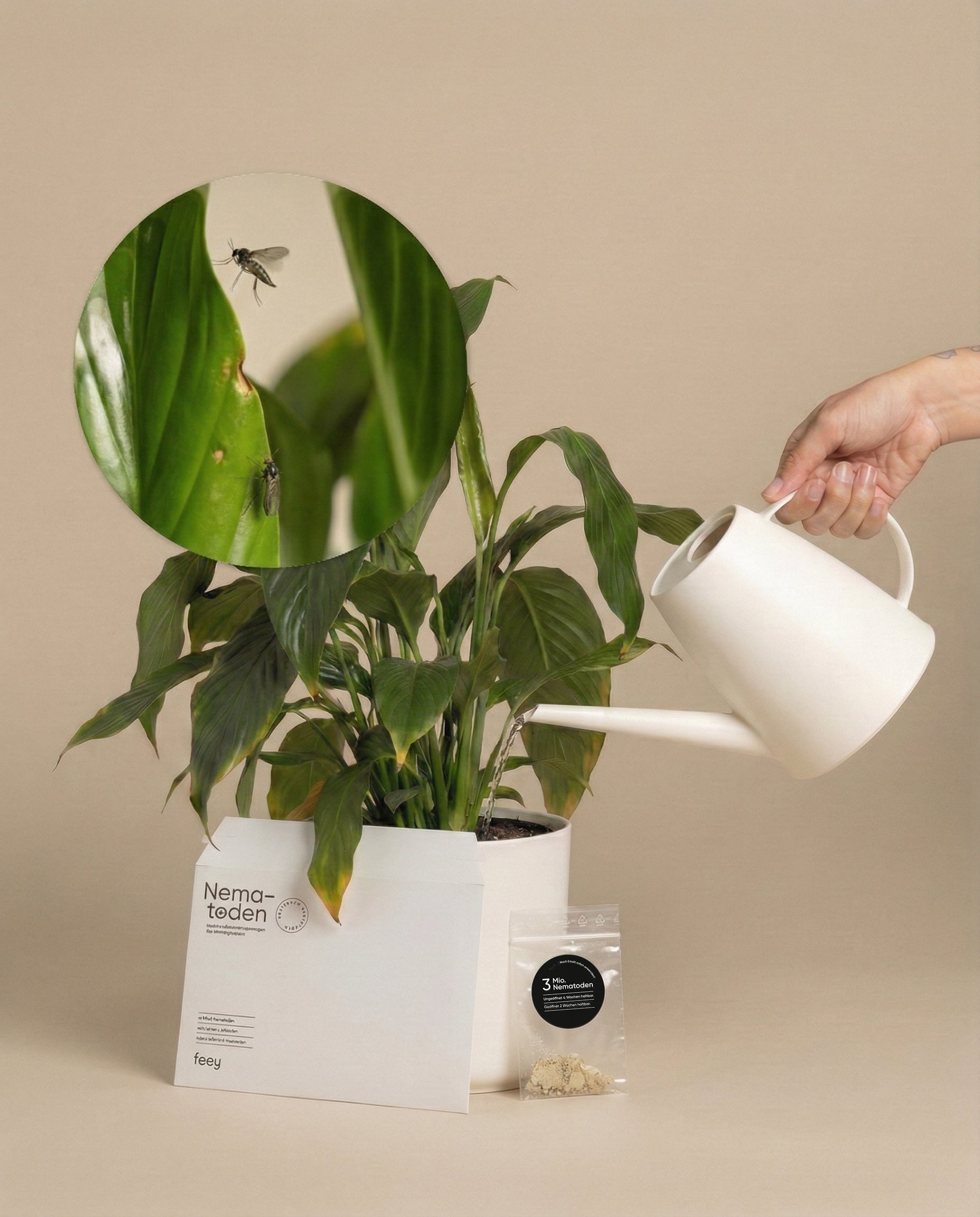Eine Hand gießt eine getopfte Zimmerpflanze mit einer weißen Kanne. Eine Einlage zeigt Wanzen auf einem Blatt. In der Nähe befindet sich eine weiße Schachtel mit der Aufschrift 