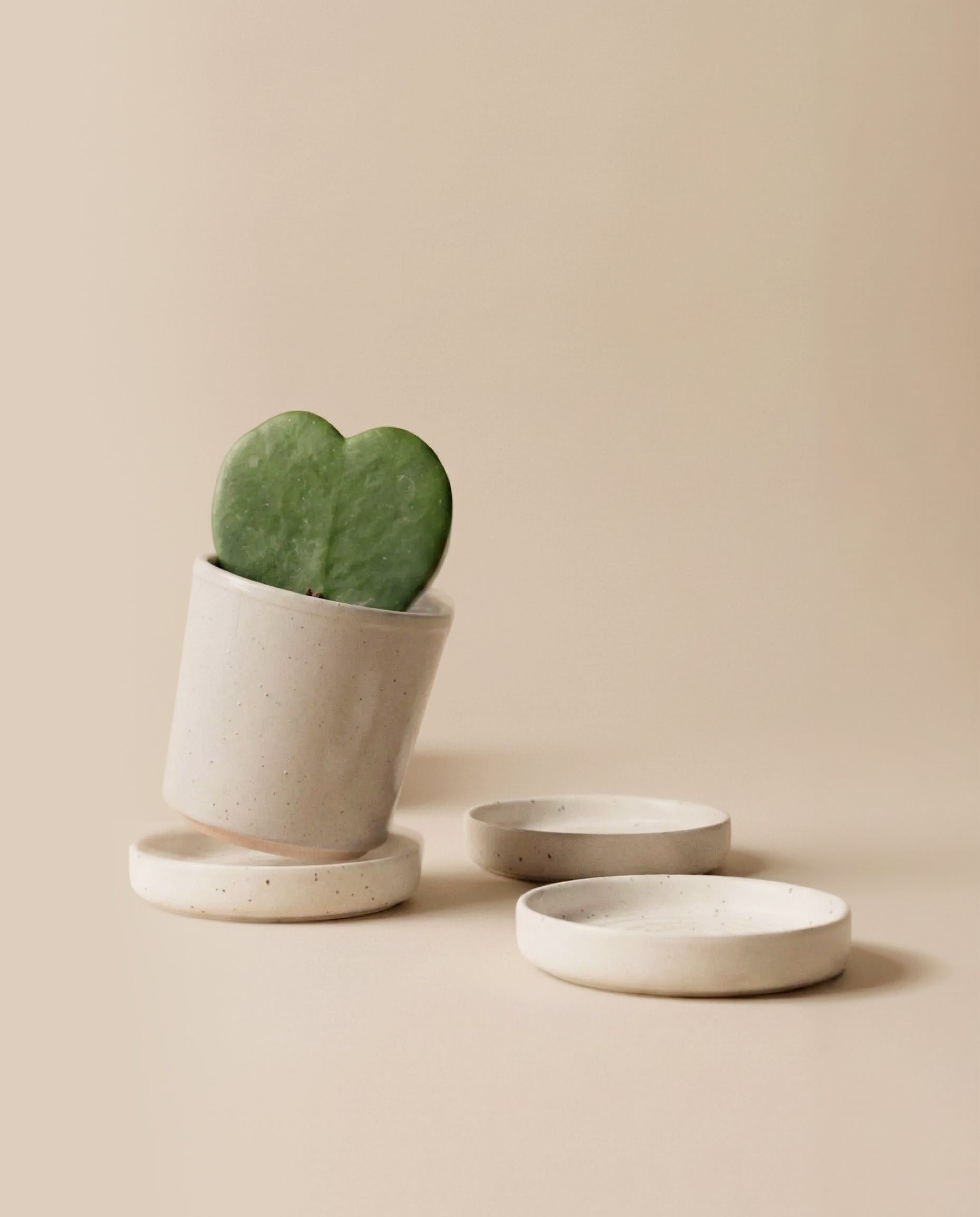 Ein herzförmiges Zimmerpflänzchen in einem kleinen weißen Keramiktopf ist umgeben von drei Plattino Babypflanzen-Untersetzern aus Keramik (3 Stk.), die auf einem hellbeigen Hintergrund stehen.