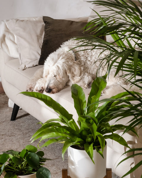 Ein flauschiger weißer Hund schläft auf einem beigen Sofa mit einem braunen Kissen. Im Vordergrund verdeckt das Tierfreundliches Pflanzen-Set (Affiliate) in weißen Töpfen teilweise die gemütliche Szene mit Ihren Haustieren.