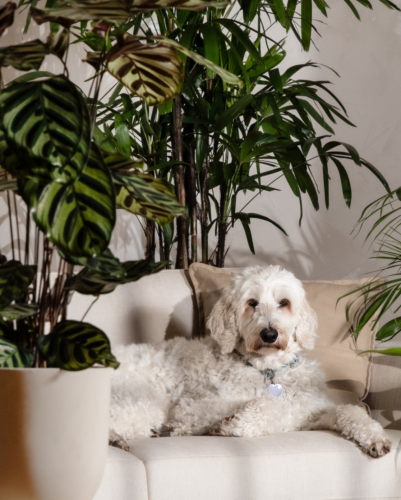 Grosse Calathea Roseopicta