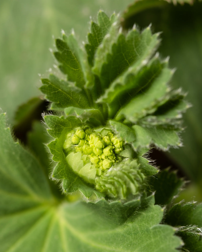 Nahaufnahme von frischen grünen Blättern und knospenden Blütenständen einer Pflanze, wahrscheinlich Frauenmantel-Trio (Alchemilla mollis), vor einem unscharfen Hintergrund. Die gezackten Blätter haben eine leicht pelzige Textur, die typisch für diesen beliebten Bodendecker ist.