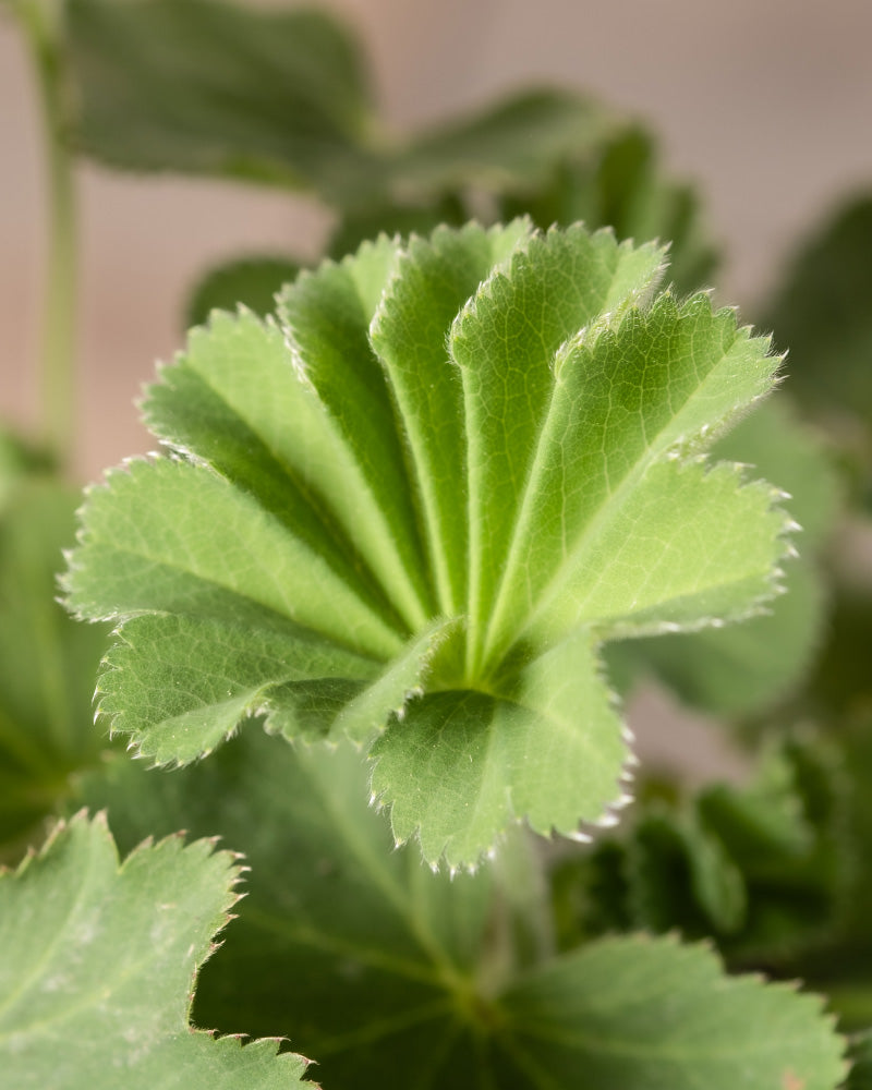 Nahaufnahme der grünen, fächerförmigen Blätter einer Alchemilla mollis (Frauenmantel)-Pflanze mit gezackten Rändern und feinen, haarähnlichen Texturen auf der Oberfläche. Der Hintergrund ist verschwommen, wodurch die komplizierten Details der Blätter dieses Frauenmantel-Trios hervorgehoben werden.