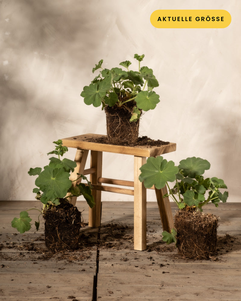 Drei Pflanzen mit sichtbaren Wurzeln sind hübsch zur Schau gestellt; zwei liegen auf dem Boden und eine – eine Alchemilla mollis, allgemein bekannt als Frauenmantel – sitzt anmutig auf einem kleinen Holzhocker. Erde ist um die Pflanzen herum vor einem neutralen Hintergrund verstreut. Auf einem gelben Etikett in der oberen rechten Ecke steht „Aktuelle Größe“. Diese attraktive Gruppierung bildet ein atemberaubendes Frauenmantel-Trio, perfekt zur Präsentation botanischer Schönheit.