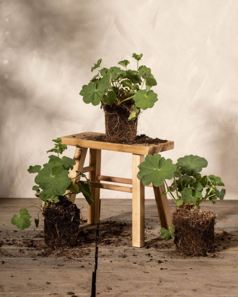 Drei Pflanzen mit sichtbaren Wurzeln sind hübsch zur Schau gestellt; zwei liegen auf dem Boden und eine – eine Alchemilla mollis, allgemein bekannt als Frauenmantel – sitzt anmutig auf einem kleinen Holzhocker. Erde ist um die Pflanzen herum vor einem neutralen Hintergrund verstreut. Diese attraktive Gruppierung bildet ein atemberaubendes Frauenmantel-Trio, perfekt zur Präsentation botanischer Schönheit.