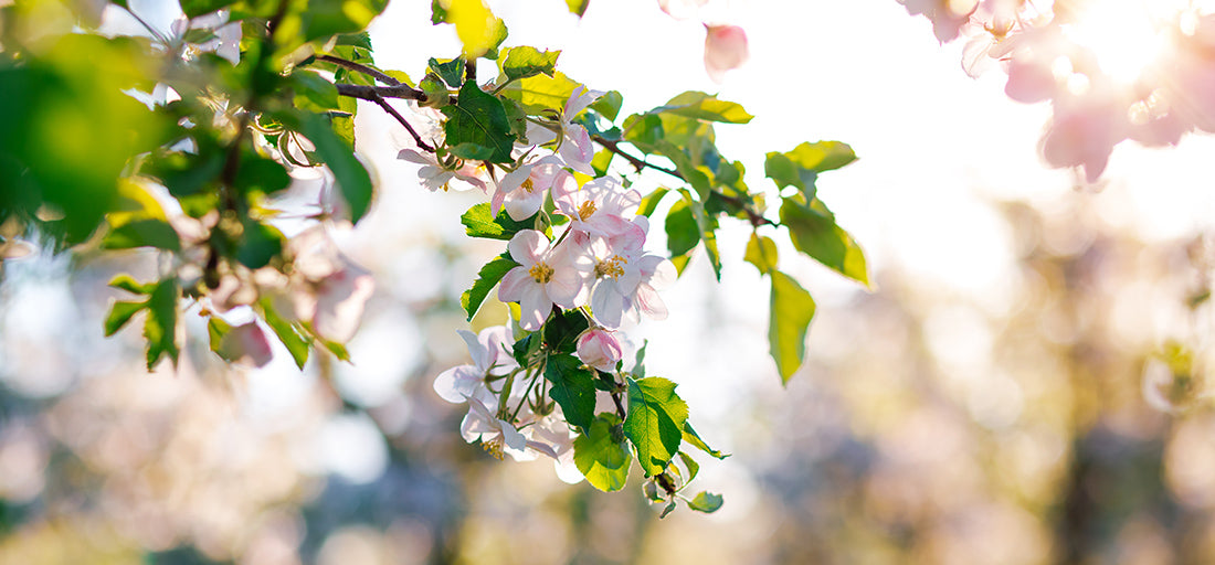 Apfelbaum im Frühling [Frühling]