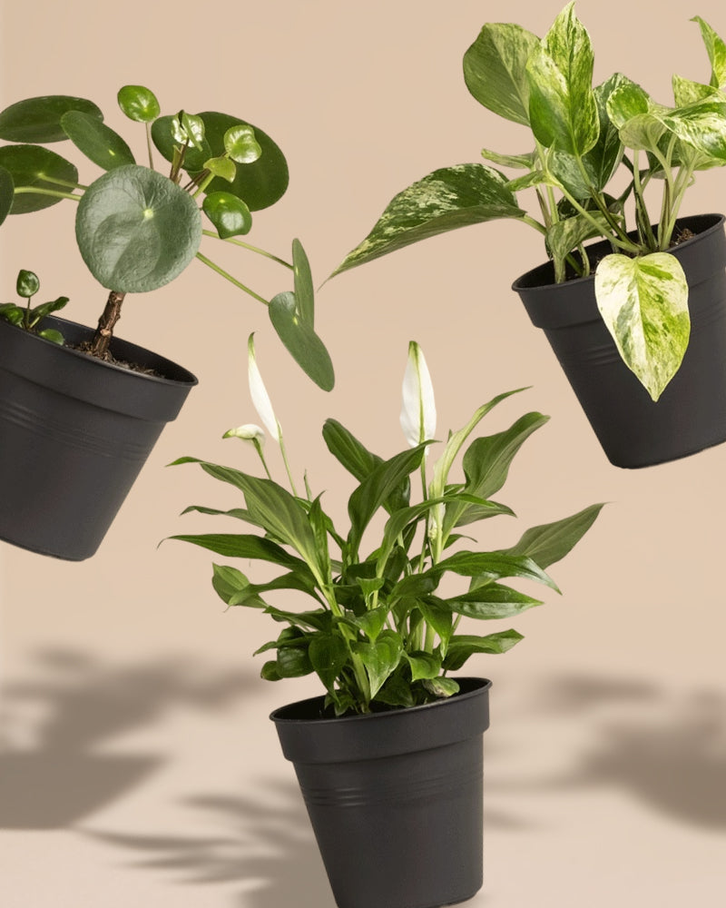 Kleine Überraschungspflanze