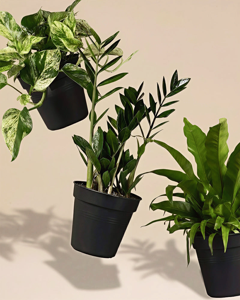 Grosse Überraschungspflanze