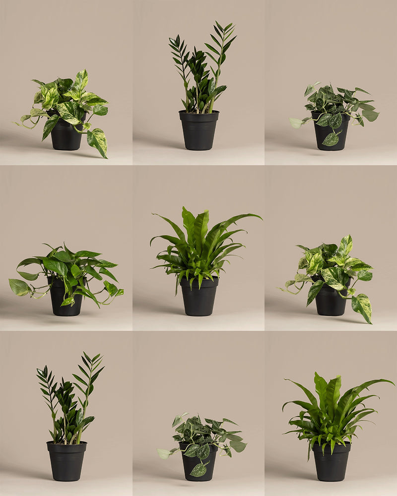 Grosse Überraschungspflanze