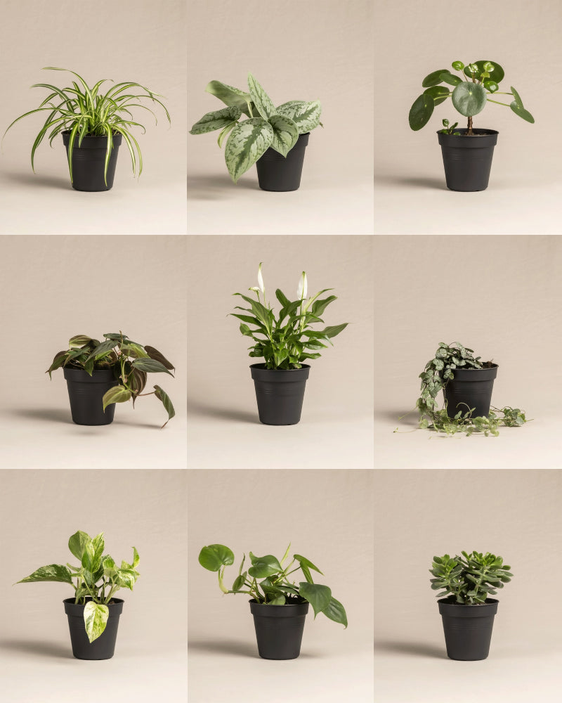 Kleine Überraschungspflanze