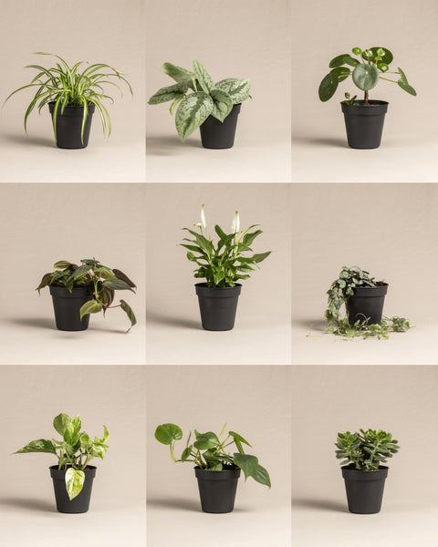 Drei Sets Kleine Überraschungspflanzen (je 3 Pflanzen im schwarzen Topf) werden in einem 3x3 Raster vor beigem Hintergrund präsentiert und zeigen vielfältige Formen und Blätter.