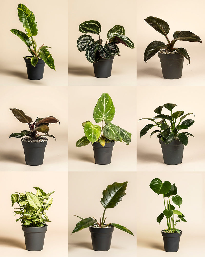 Kleine Überraschungspflanze