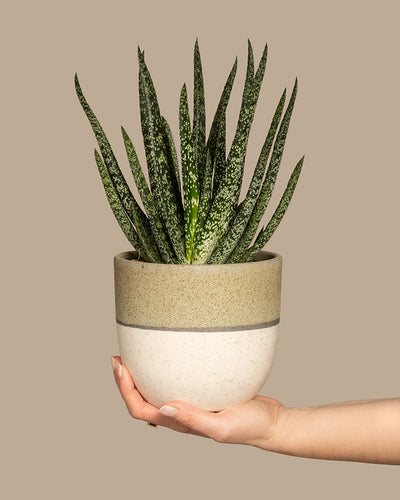 Eine Hand hält einen zweifarbigen beigefarbenen Keramiktopf mit einer Gasteria verrucosa, die lange, strukturierte grüne Blätter aufweist. Der einfarbige hellbraune Hintergrund unterstreicht die Schönheit dieser pflegeleichten Pflanze und macht sie zu einer perfekten Ergänzung für jeden Raum.