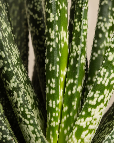 Nahaufnahme langer, schmaler Aloeblätter der Gattung Gasteria verrucosa mit grüner Oberfläche und weißen Sprenkeln, die in einem Rosettenmuster angeordnet sind. Eine pflegeleichte Wahl für Pflanzenliebhaber.