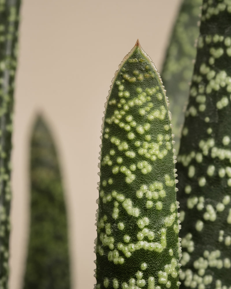 Nahaufnahme der Pflanze Gasteria verrucosa mit ihren langen, spitzen Blättern. Ihr dunkelgrünes Laub ist mit hellgrünen Flecken und leicht gezackten Rändern verziert, die sich von einem weichen beigen Hintergrund abheben. Perfekt für einfache Pflege.