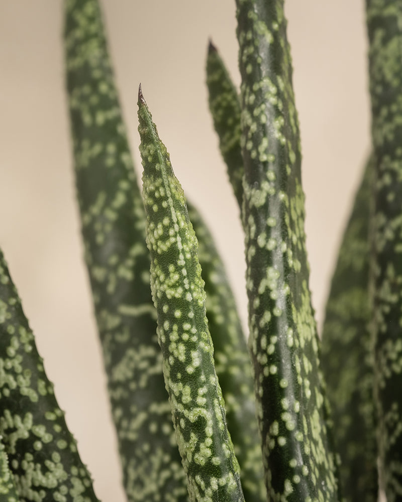 Nahaufnahme der grünen, saftigen Blätter von Gasteria verrucosa mit weiß-grün gesprenkelten Mustern. Diese pflegeleichten Blätter sind länglich, spitz und leicht gebogen und bieten vor einem weichen, beigen Hintergrund ein vertikal strukturiertes Aussehen.