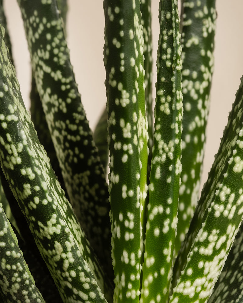 Die Sukkulente Gasteria verrucosa weist längliche grüne Blätter mit weißen Sprenkeln auf, die eine lebendige Textur erzeugen und ihre pflegeleichte Natur verkörpern.