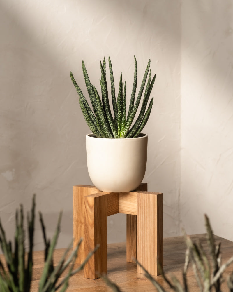 Ein Topf mit Gasteria verrucosa, der an eine Aloe-Pflanze erinnert, steht auf einem Holzständer auf einem Tisch. In seinem cremefarbenen Topf mit langen, spitzen Blättern wirft er weiche Schatten auf die strukturierte Wand und schafft so eine warme und natürliche Atmosphäre.