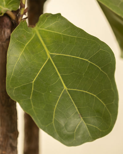 Nahaufnahme eines einzelnen, großen grünen Blattes mit markanten Adern auf einem Ast. Das Blatt, charakteristisch für die Geigenfeige XL oder Zimmerpflanzen wie Ficus lyrata, hat einen leicht gewellten Rand und eine glatte Textur vor einem unscharfen, neutralen Hintergrund.