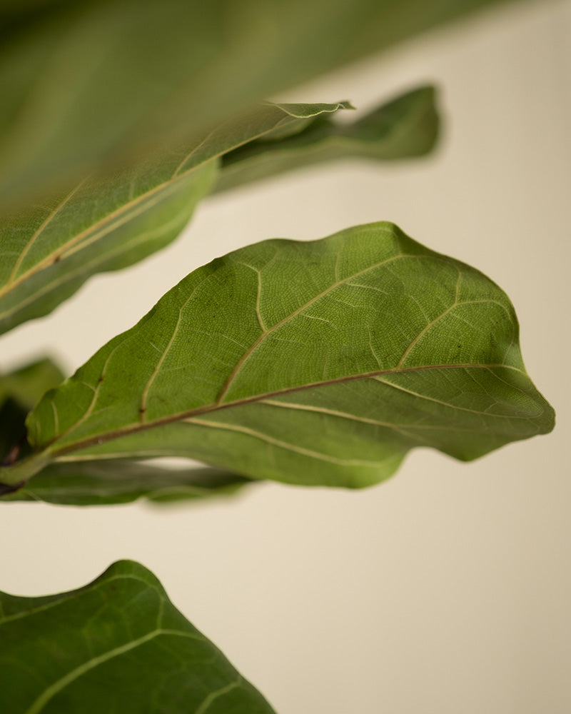 Nahaufnahme eines Blattes der Zimmerpflanze Geigenfeige XL (Ficus lyrata). Das Bild konzentriert sich auf die detaillierte Maserung und Textur des großen, grünen Blattes. Der Hintergrund ist leicht verschwommen, wodurch das Blatt der Zimmerpflanze als Hauptmotiv hervorgehoben wird.