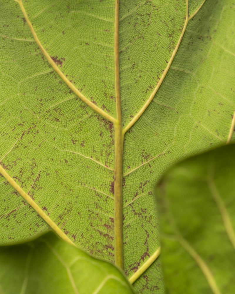 Detailaufnahme von einem Blatt der Geigenfeige mit kleinen Pigmentpunkten